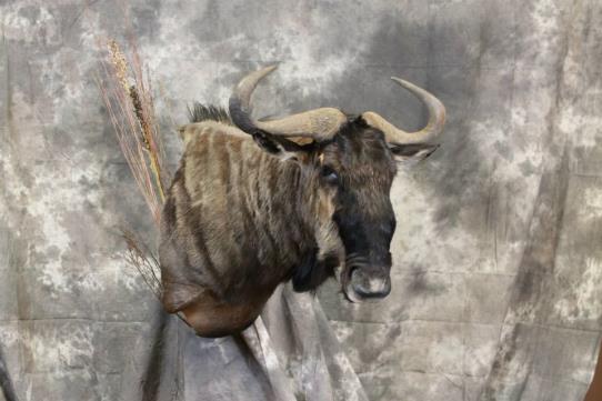 Dave's School Of Taxidermy: Service Image-9 Dave's School Of Taxidermy: Service Image-9