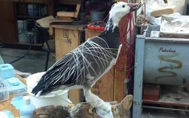 Dave's School Of Taxidermy: Service Image-10