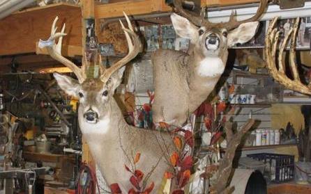 Dave's School Of Taxidermy: Service Image-1 Dave's School Of Taxidermy: Service Image-1