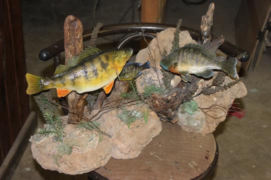 Dave's School Of Taxidermy: Service Image-2 Dave's School Of Taxidermy: Service Image-2