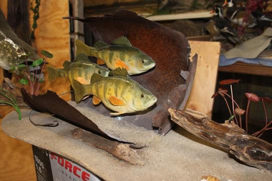 Dave's School Of Taxidermy: Service Image-3 Dave's School Of Taxidermy: Service Image-3