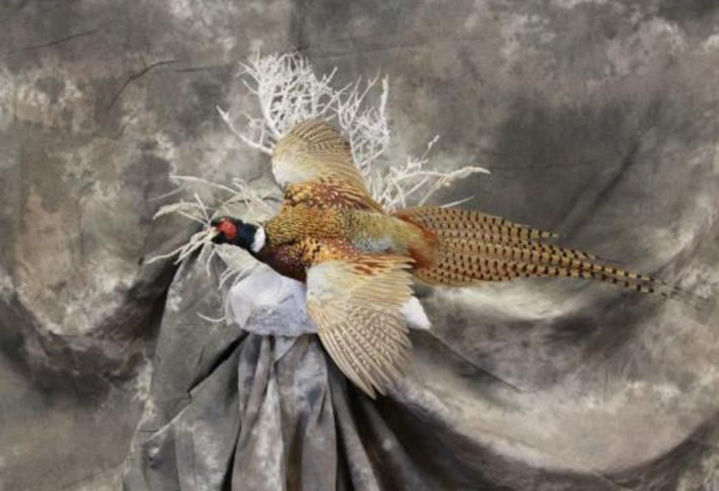 Dave's School Of Taxidermy: Service Image-5 Dave's School Of Taxidermy: Service Image-5