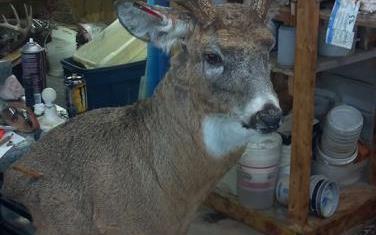 Dave's School Of Taxidermy: Service Image-6 Dave's School Of Taxidermy: Service Image-6