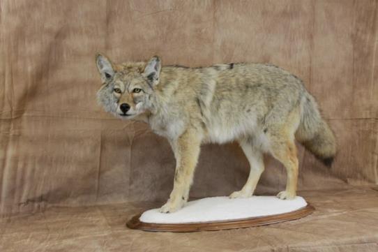 Dave's School Of Taxidermy: Service Image-7 Dave's School Of Taxidermy: Service Image-7