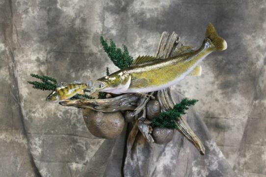 Dave's School Of Taxidermy: Service Image-8 Dave's School Of Taxidermy: Service Image-8